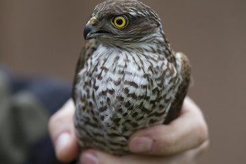  An adult Eurasian sparrowhawk (Accipiter nisus) rescued and held to let go at a wildlife rescue center. 