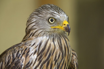  An adult red kite (Milvus milvus) rescued and resting in a wildlife rescue center. Perched and trying to recover from its wounds.