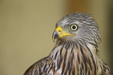  An adult red kite (Milvus milvus) rescued and resting in a wildlife rescue center. Perched and trying to recover from its wounds.