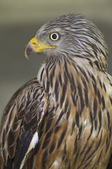  An adult red kite (Milvus milvus) rescued and resting in a wildlife rescue center. Perched and trying to recover from its wounds.