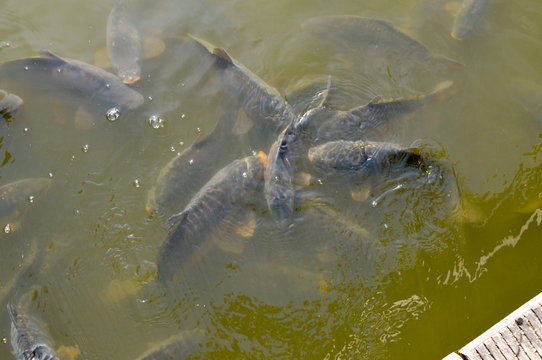 karpfen speisefisch lebend beim essen f&uuml;ttern koi abfischen karpfenteich fichzucht