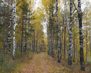 Fototapeta premium the road in the autumn forest among birches for outdoor walks