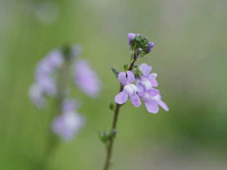 春の野に咲くマツバウンラン