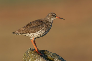 A Redshank (Tringa totanus) perching on a rock in early morning light.