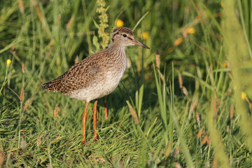 A cute baby Redshank (Tringa totanus) standing in the long grass.