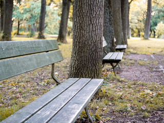 Image of bench in park in autumn