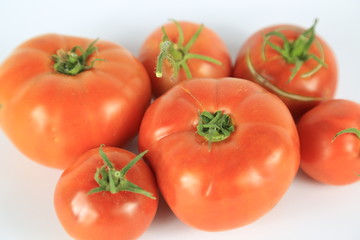 Tomatoes OnIsolated  White Background
