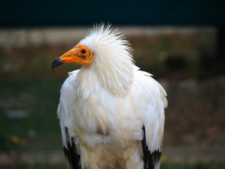 View of a egyptian vulture (Neophron percnopterus)