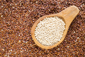 White and red quinoa seeds - Chenopodium quinoa. Top view