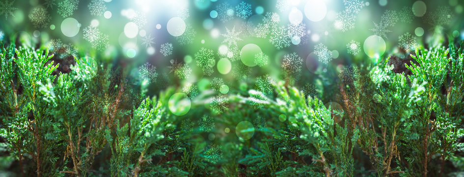 Christmas background with fir branches, glow, snowflakes and bokeh. © Laura Сrazy