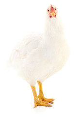 White hen isolated.