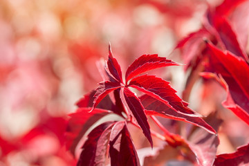 autumn foliage red leaf of wild grapes / bright autumn photography