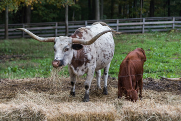 Texas Longhorn cow and calf feeding on hay 