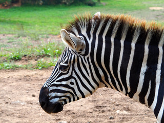 Fototapeta na wymiar View of one zebra