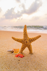 Obraz na płótnie Canvas seashells on seashore in tropical beach - summer holiday