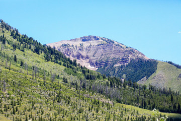 Mountain with trees