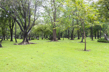 Green trees, beautiful morning in the park. Relaxing point in the urban park.