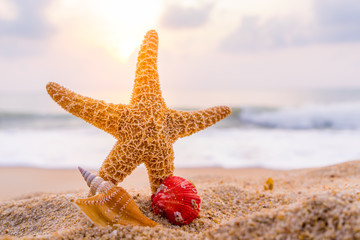 seashells on seashore in tropical beach - summer holiday