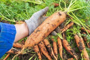 harvest carrots in autumn, huge carrots in hand
