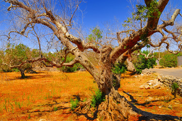 Fototapeta na wymiar Ancient olive trees of Salento, Apulia, southern Italy
