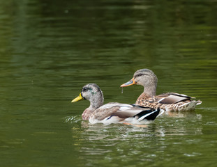 Male and Female Ducks Swimming