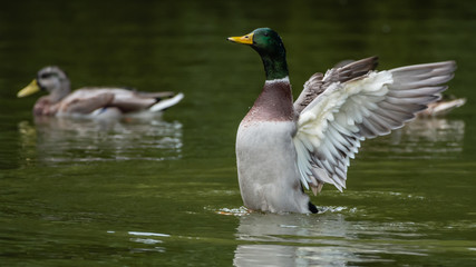 Mallard Duck Flapping Wings