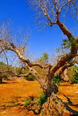 Fototapeta na wymiar Ancient olive trees of Salento, Apulia, southern Italy