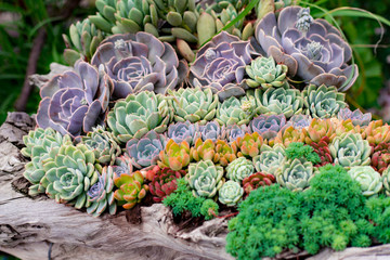 close-up shot of potted succulent plants
