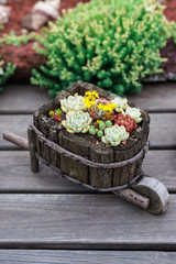 close-up shot of potted succulent plants