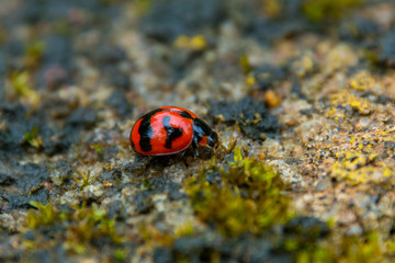 Ladybug