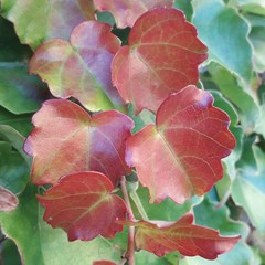 Red leaves on green background close-up