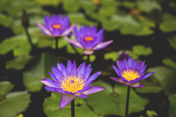 Image of Nymphaea in the pond. Beautiful violet water lily or blue lotus background. Details and colors - obrazy, fototapety, plakaty