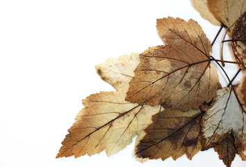 Autumn leaves brown. Fallen old leaves. Herbarium white background.