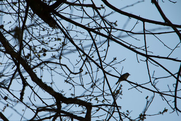 Bird on branch