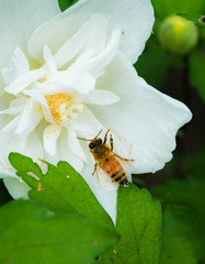 bee on a white flower