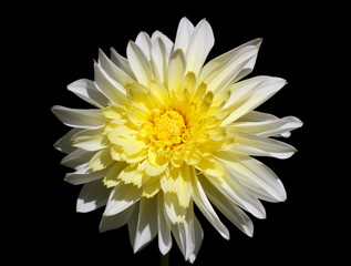 Closeup of a yellow white Dahlia flower - black backgroune - sunny bright look and feel