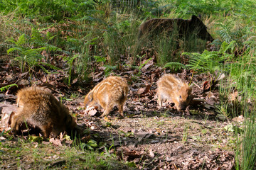 Wild boar piglet in the forest