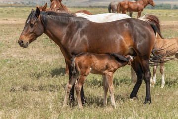 Fototapeta premium Wild Horse Mare and foal