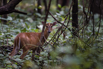 barking deer in the forest
