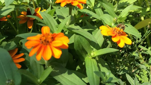 Honey bee eating nectar from zinnia angustifolia flower