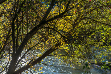 Yellow leaves on focus, beautiful clean river flowing on a bright autumn day.