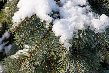 snow on the tree