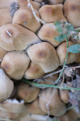 toadstools mushrooms are not edible poisonous grow in a handful for design background