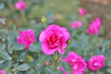 ピンク色のバラ