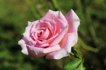 ピンク色のバラ