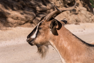 Ziegenkopf im Seitenprofil mit geschlossenem Maul