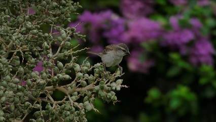 Sparrow on a bush © Miziegfot