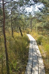 Wooden footpath through the Ibm Moorland in upper Austria, in early autumn. The Ibmer Moor is an European nature reserve. Central Europe.