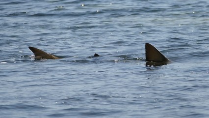Sharks swimming in the Shark Bay, Sal © Miziegfot