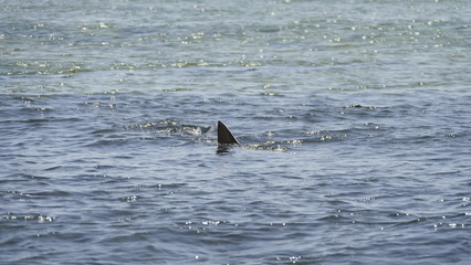Sharks swimming in the Shark Bay, Sal © Miziegfot